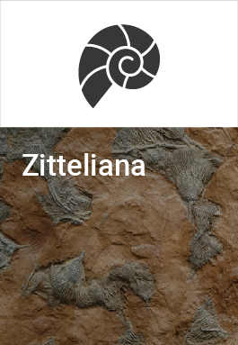 Zitteliana cover
